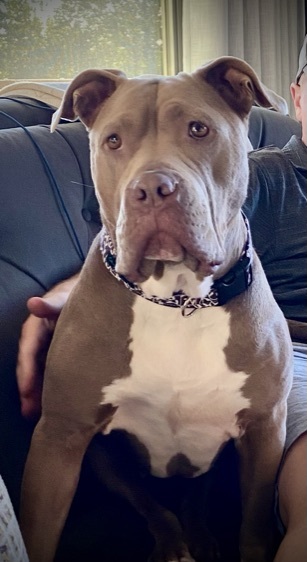 Cookie the Sweetest Pittie
