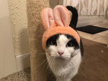 Schmayshmay