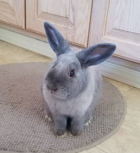 Sven