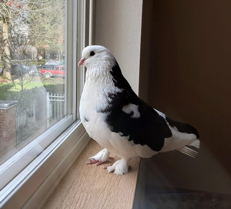 Theo Thunderwings