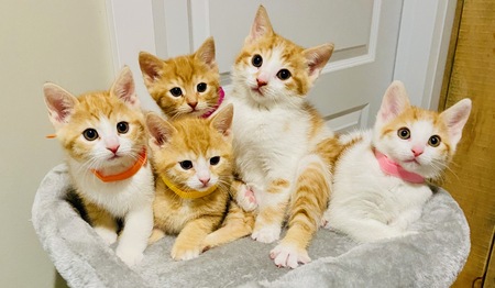 Five Fabulous Fosters