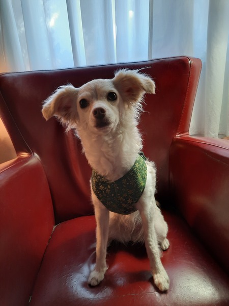 Daisy
