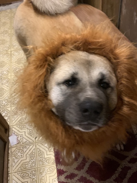 King