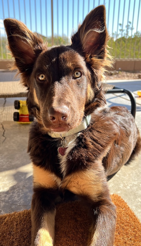 Hazel