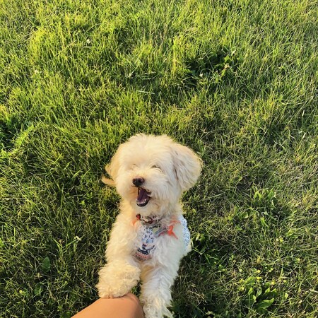 Lola 