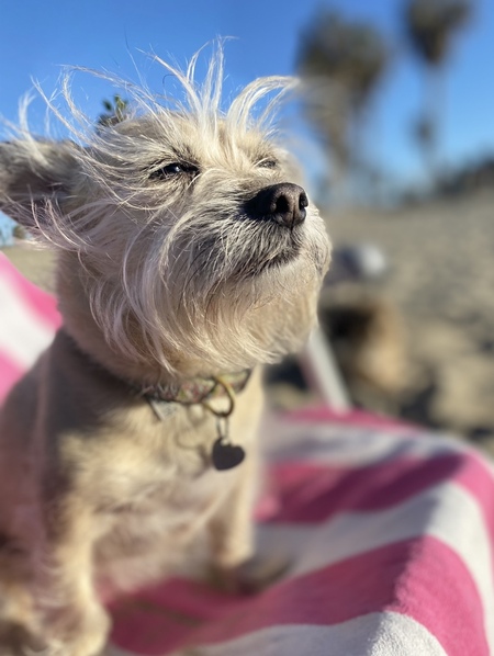 Lulu