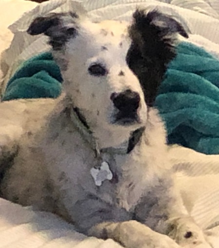 Loki