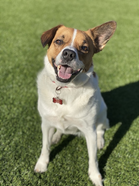 Sadie