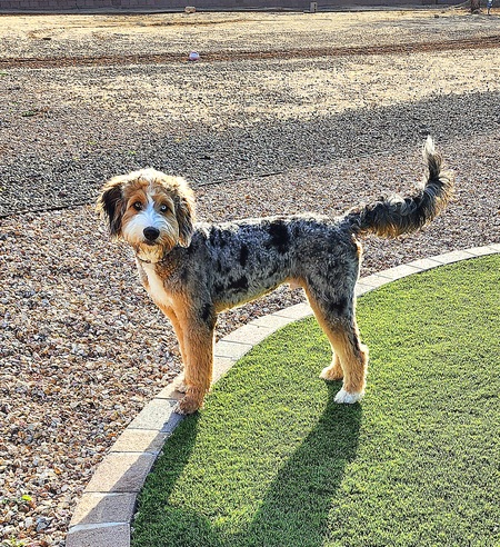 Maverick