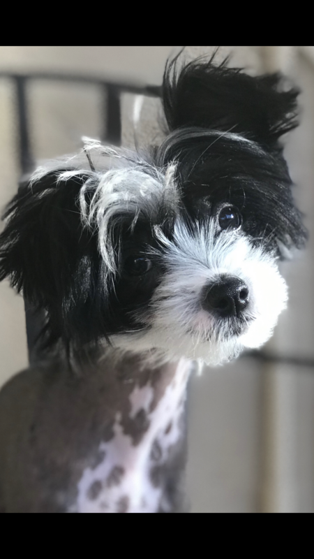 Roxie