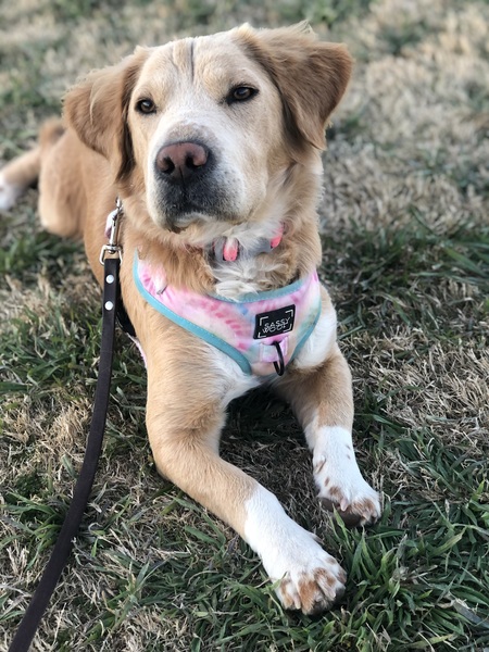 Kodi