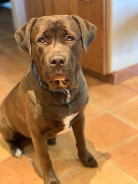Duke