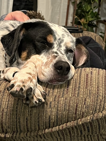 Daisy