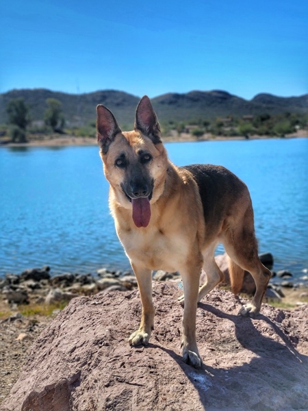 Zeus