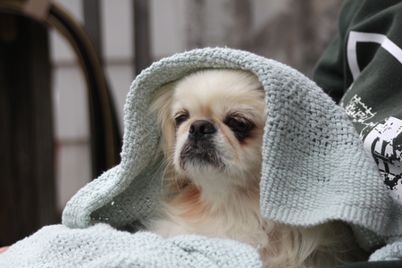 Gizmo