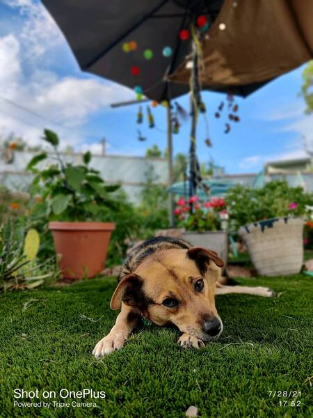 Ramona 