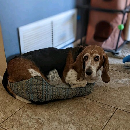 Dixie Belle