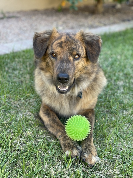 Wicket