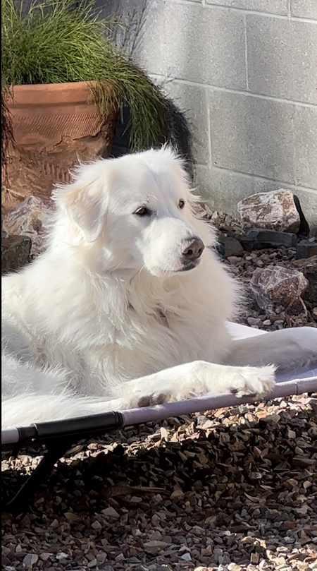 Lady Belle