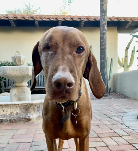 Louie