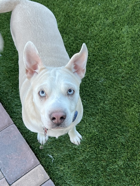 Lulu