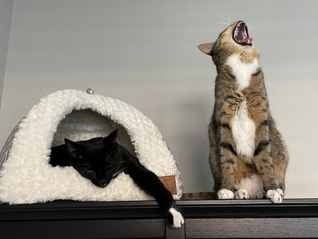 Ripley & Darby