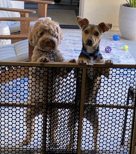 Kobe & Max