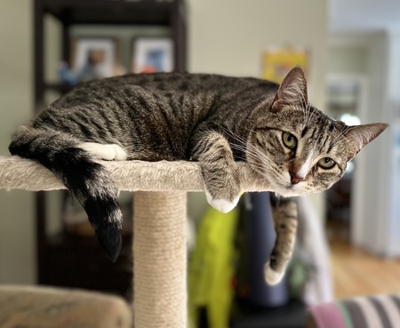 KittyCat