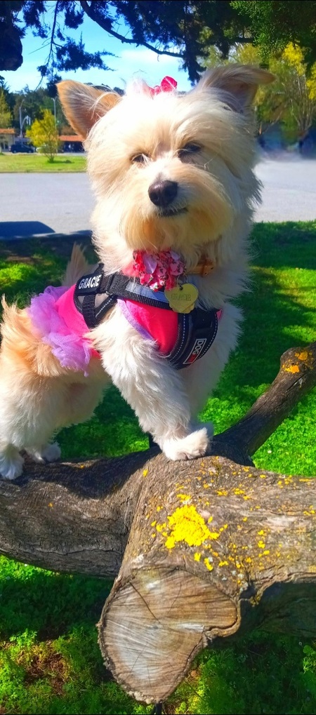Gracie