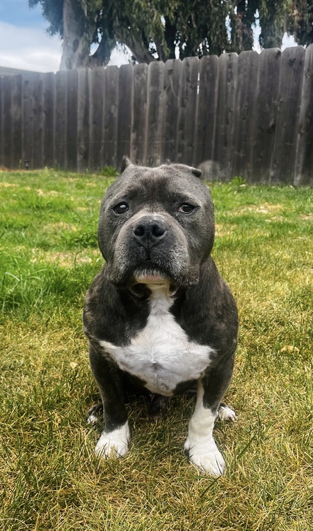 Enoch 