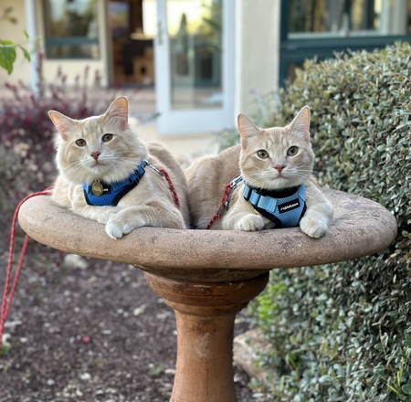 Rocky and Bo