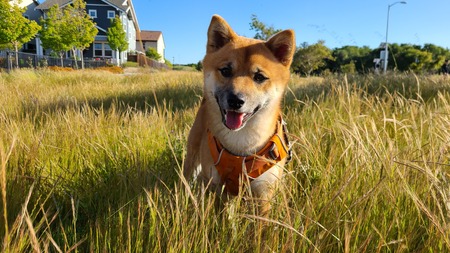 Koda