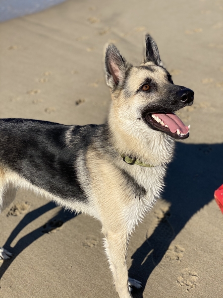 Zeus Perkins