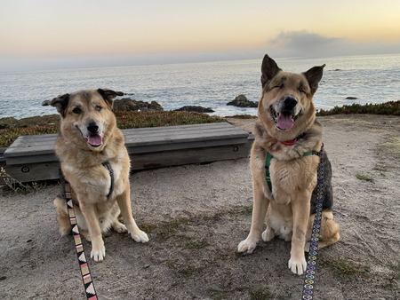 Shasta and Scout