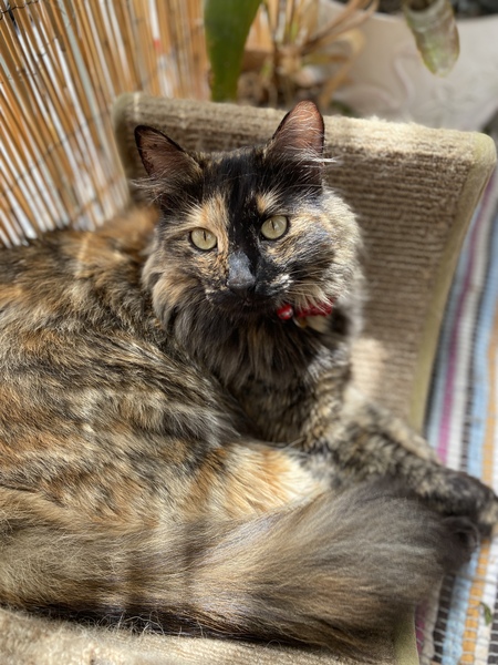 Winnifred