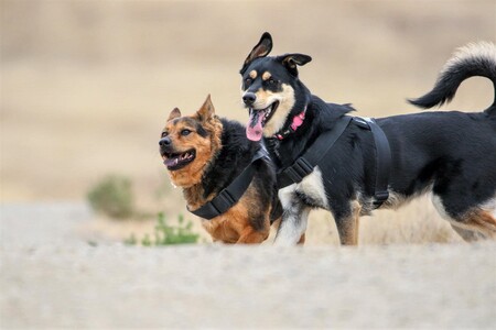 Rumor and Athena