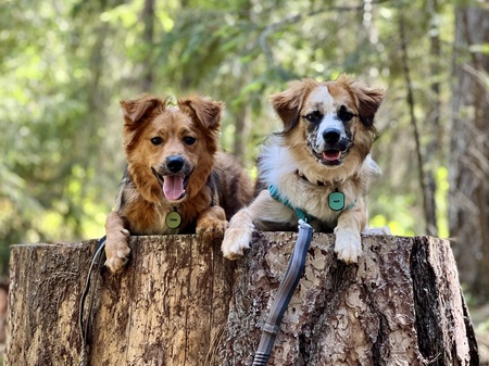 Cosmo & Maizy
