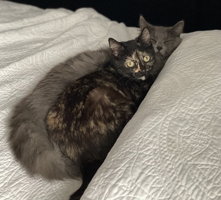 Griffin and Cali