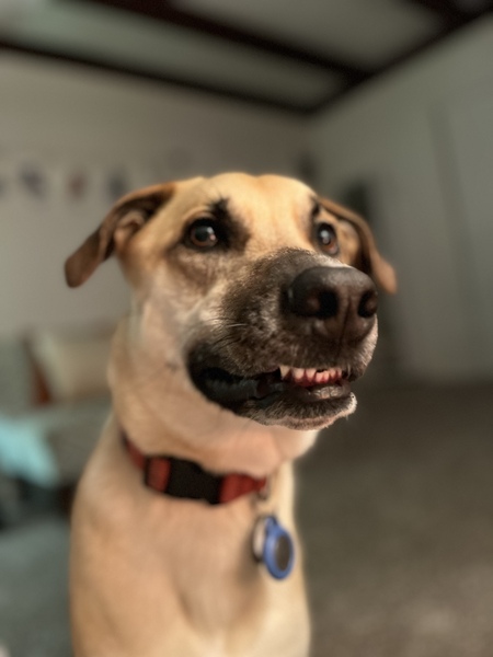 Simba 