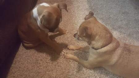 Bella and Bailey