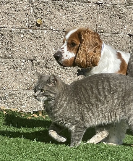 Crackers and kitty  Jr