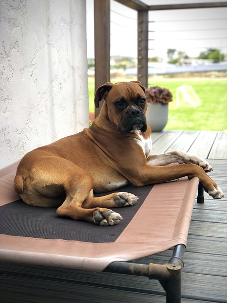 Duke