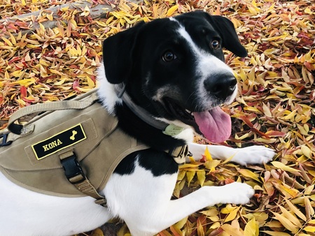 Kona 