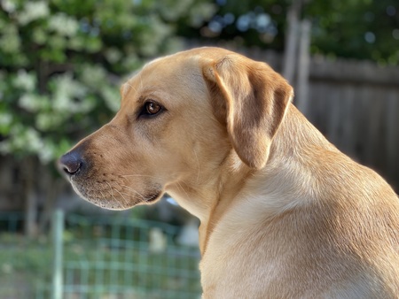 Stella 