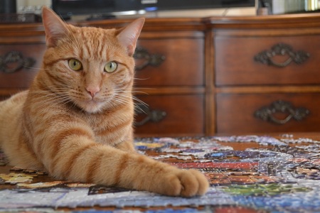 Leo "Cat Man" DiCatprio
