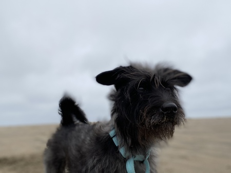 Winston