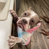 Entry image for Olive