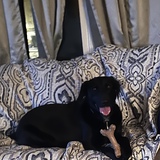 Entry image for Oreo