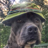 Entry image for Vincent