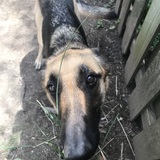 Entry image for Midge